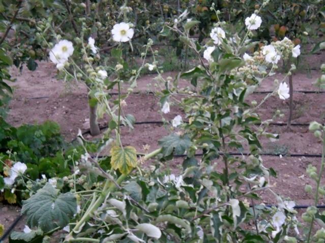 Name:  DSCN7439.jpg
Views: 925
Size:  65.0 KB