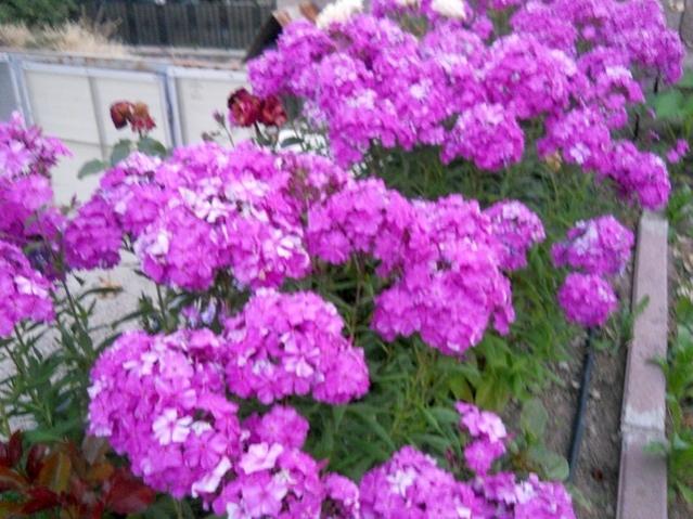 Name:  DSCN7438.jpg
Views: 809
Size:  60.5 KB