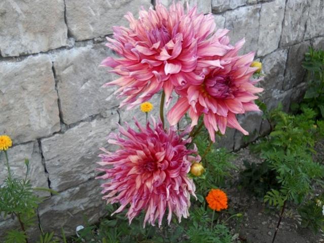 Name:  DSCN7450.jpg
Views: 820
Size:  58.3 KB