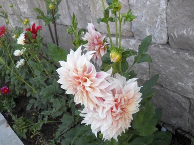 Name:  DSCN7456.jpg
Views: 819
Size:  48.3 KB