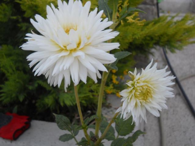 Name:  DSCN7461.jpg
Views: 795
Size:  34.9 KB
