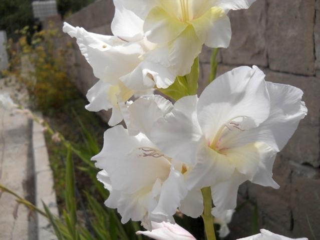Name:  DSCN7490.jpg
Views: 759
Size:  31.8 KB