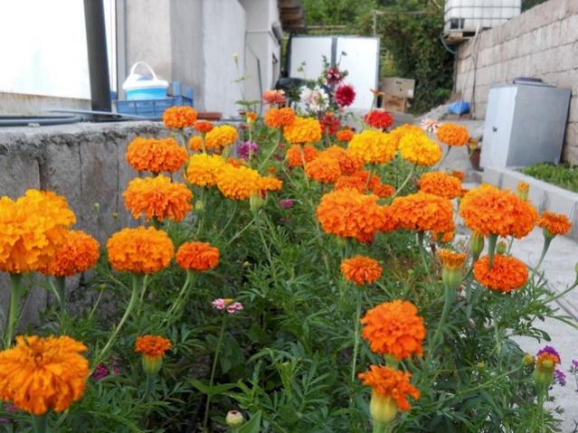 Name:  DSCN7463.jpg
Views: 782
Size:  60.6 KB