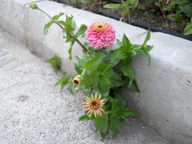 Name:  DSCN7481.jpg
Views: 790
Size:  48.2 KB
