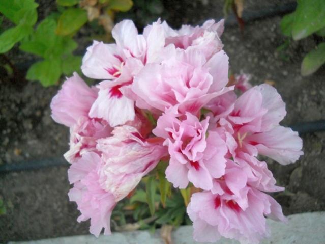 Name:  DSCN7475.jpg
Views: 787
Size:  39.6 KB