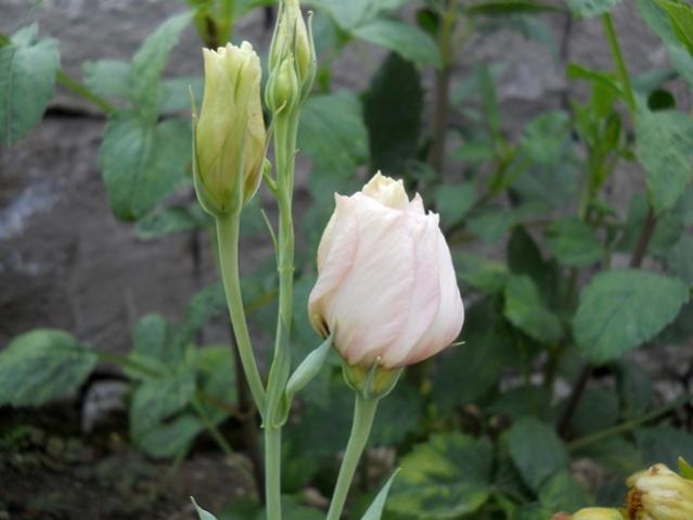 Name:  DSCN7484.jpg
Views: 791
Size:  31.3 KB