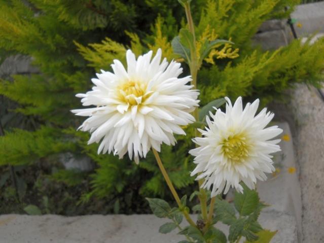 Name:  DSCN7488.jpg
Views: 770
Size:  39.9 KB