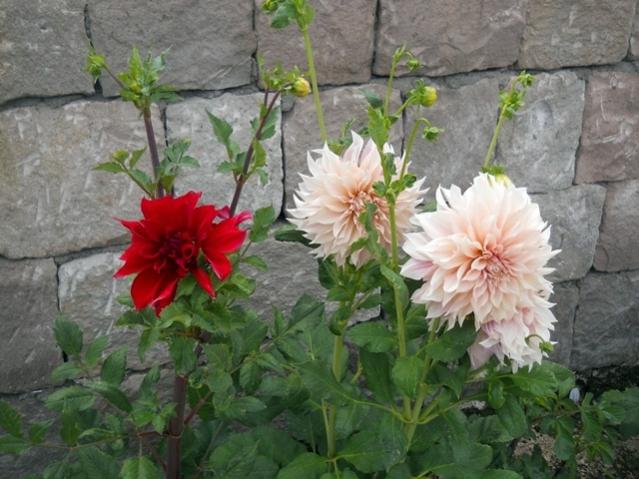 Name:  DSCN7487.jpg
Views: 831
Size:  52.7 KB