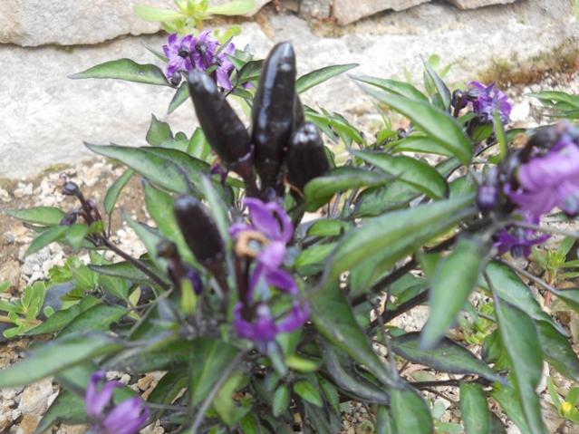 Name:  DSCN7492.jpg
Views: 892
Size:  58.1 KB