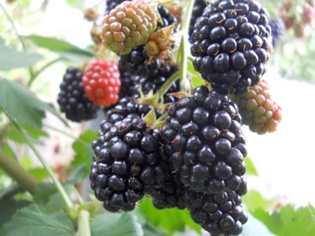 Name:  DSCN7496.jpg
Views: 739
Size:  46.0 KB