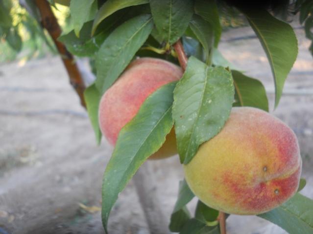 Name:  DSCN8011.jpg
Views: 727
Size:  30.8 KB