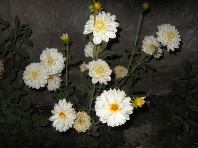 Name:  DSCN8051.jpg
Views: 683
Size:  42.1 KB