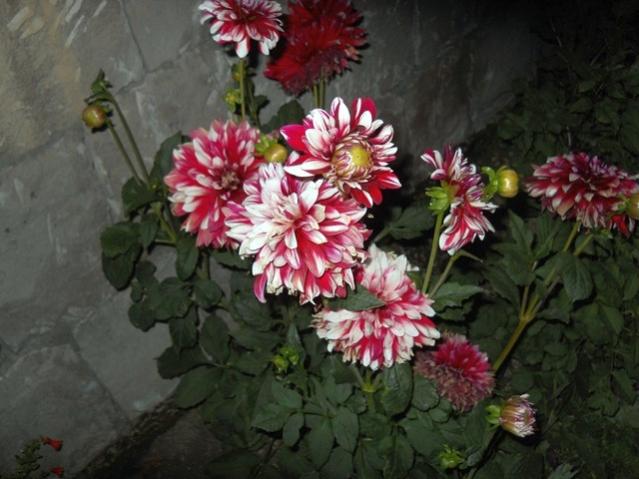 Name:  DSCN8049.jpg
Views: 689
Size:  46.6 KB