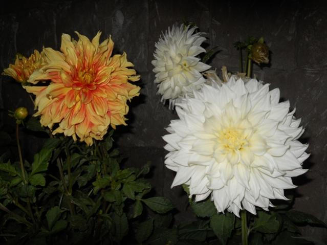 Name:  DSCN8052.jpg
Views: 709
Size:  40.2 KB