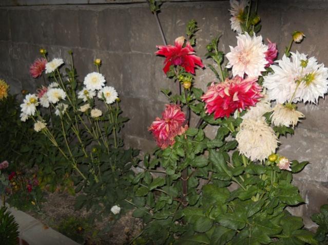 Name:  DSCN8048.jpg
Views: 719
Size:  53.5 KB