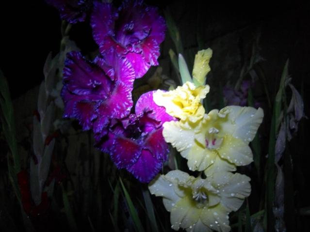Name:  DSCN8058.jpg
Views: 666
Size:  31.8 KB