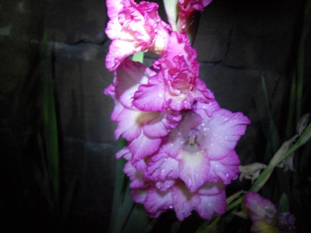 Name:  DSCN8061.jpg
Views: 629
Size:  30.2 KB