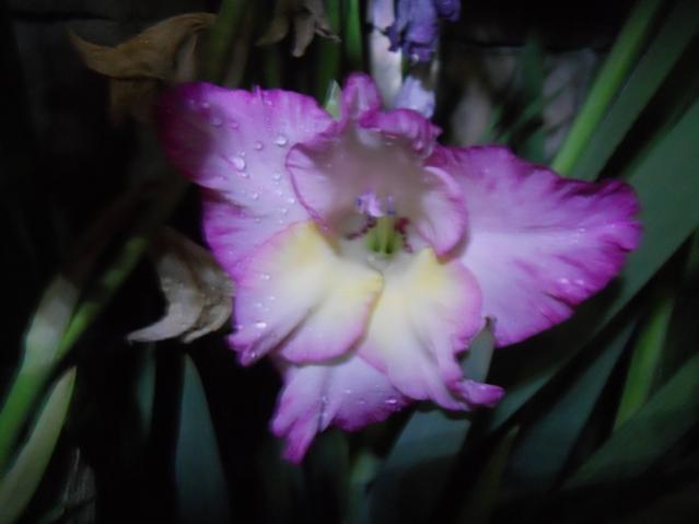 Name:  DSCN8074.jpg
Views: 568
Size:  24.9 KB