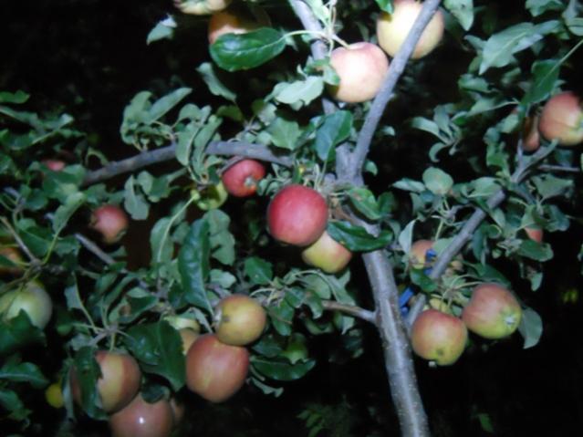 Name:  DSCN8088.jpg
Views: 560
Size:  44.4 KB