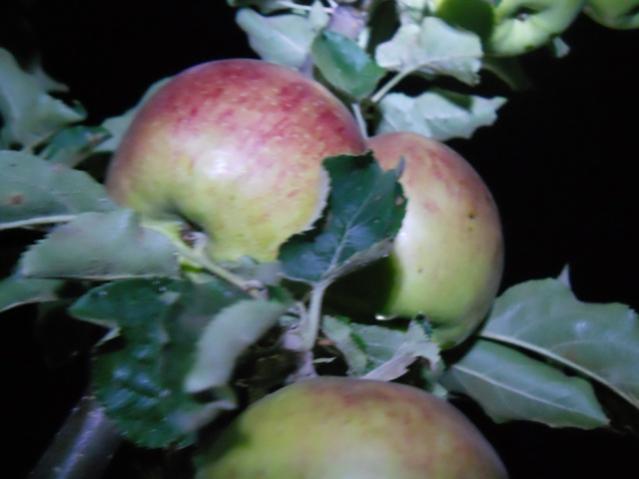 Name:  DSCN8087.jpg
Views: 573
Size:  28.7 KB