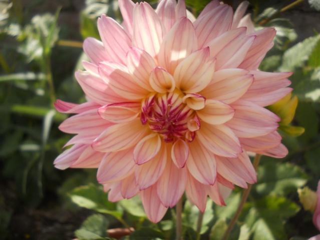 Name:  DSCN8129.jpg
Views: 546
Size:  36.6 KB