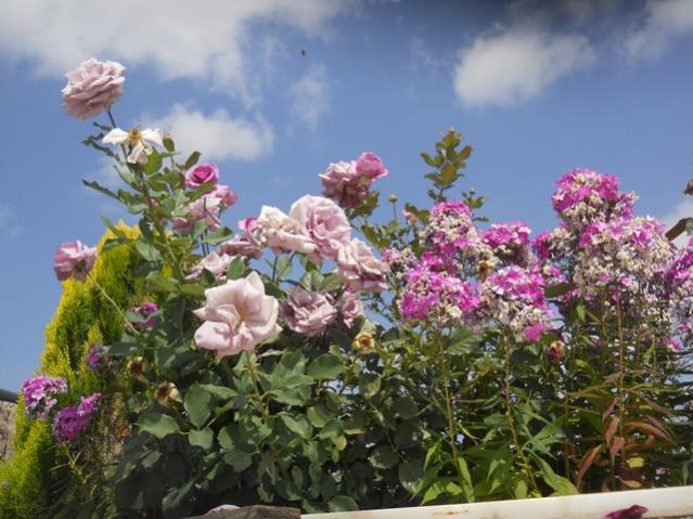 Name:  DSCN8137.jpg
Views: 545
Size:  55.6 KB