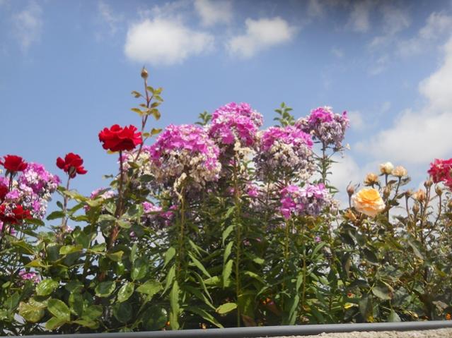 Name:  DSCN8138.jpg
Views: 553
Size:  57.4 KB