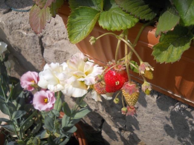 Name:  DSCN8142.jpg
Views: 542
Size:  46.8 KB
