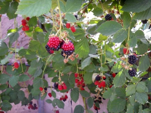 Name:  DSCN8150.jpg
Views: 541
Size:  54.9 KB