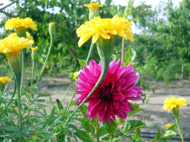 Name:  DSCN8195.jpg
Views: 997
Size:  58.2 KB