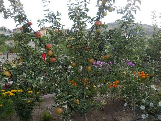 Name:  DSCN8213.jpg
Views: 950
Size:  71.7 KB