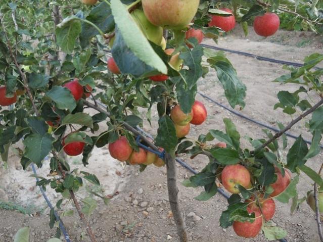 Name:  DSCN8210.jpg
Views: 972
Size:  63.6 KB