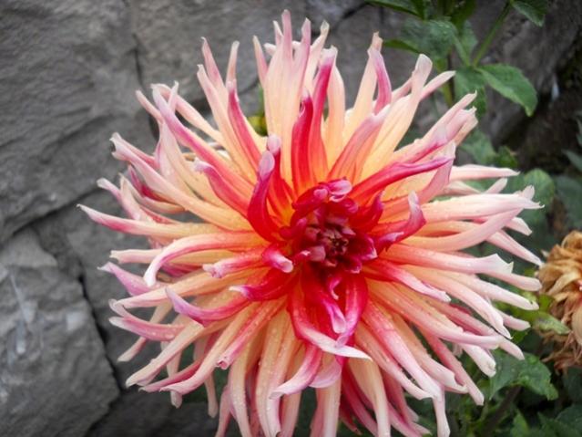 Name:  DSCN8227.jpg
Views: 933
Size:  49.9 KB