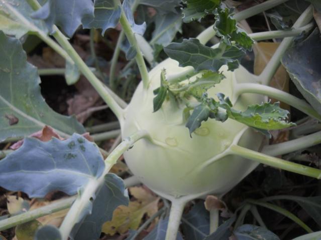 Name:  DSCN8254.jpg
Views: 937
Size:  38.5 KB