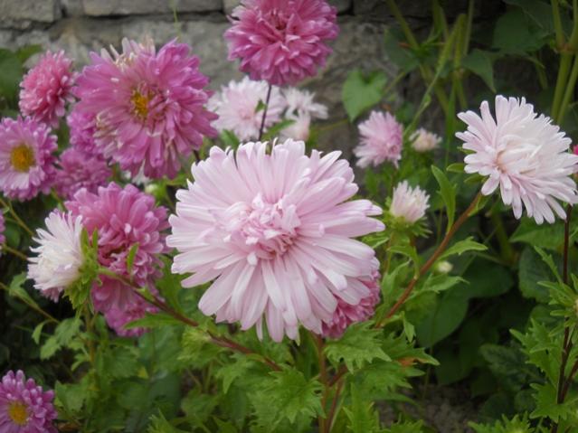 Name:  DSCN8217.jpg
Views: 927
Size:  48.4 KB