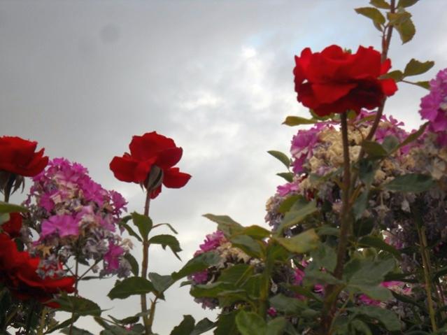 Name:  DSCN8247.jpg
Views: 937
Size:  39.5 KB