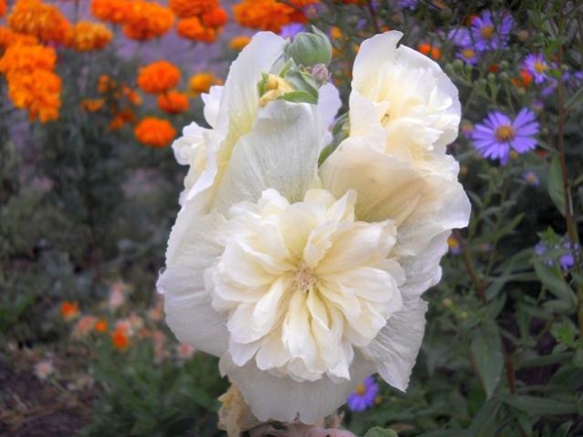 Name:  DSCN8249.jpg
Views: 868
Size:  38.7 KB