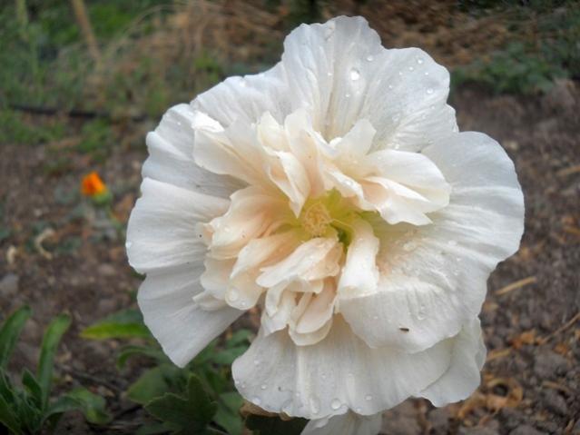 Name:  DSCN8250.jpg
Views: 912
Size:  36.1 KB