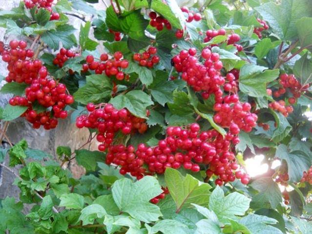 Name:  DSCN8270.jpg
Views: 1038
Size:  65.9 KB