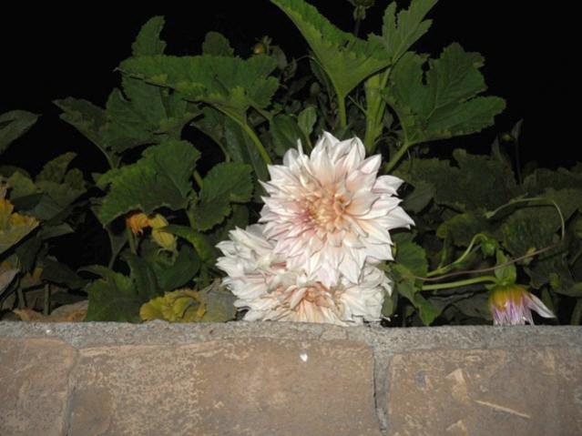 Name:  DSCN8285.jpg
Views: 873
Size:  41.9 KB
