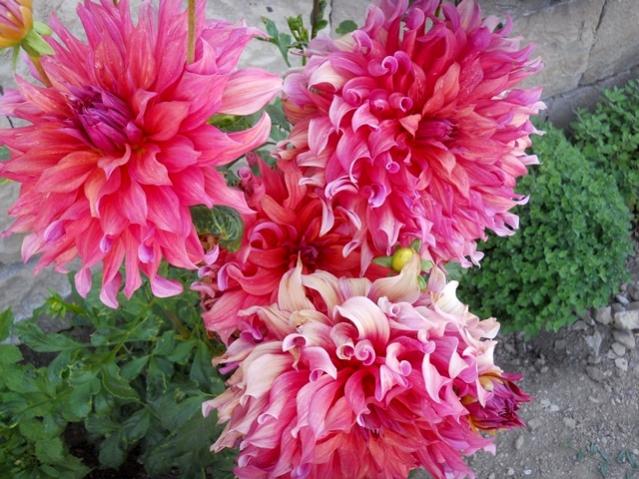 Name:  DSCN8322.jpg
Views: 888
Size:  64.1 KB