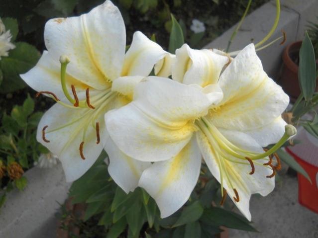 Name:  DSCN8345.jpg
Views: 817
Size:  34.2 KB
