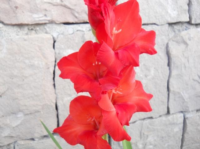 Name:  DSCN8349.jpg
Views: 752
Size:  35.3 KB
