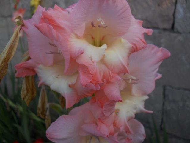 Name:  DSCN8350.jpg
Views: 733
Size:  25.3 KB