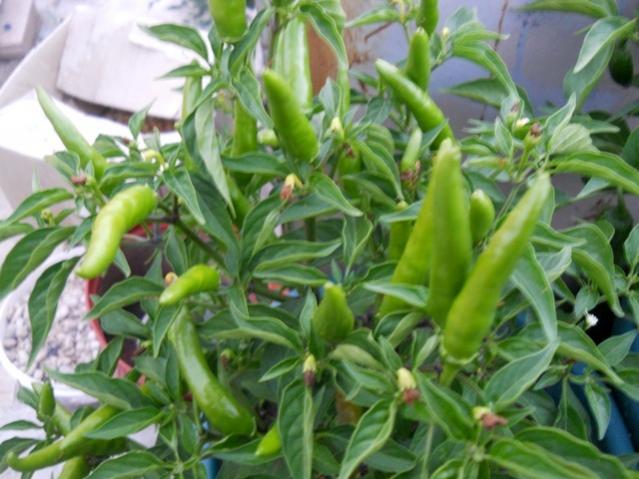 Name:  DSCN8430.jpg
Views: 718
Size:  50.6 KB