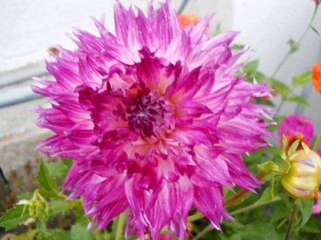 Name:  DSCN8426.jpg
Views: 1019
Size:  44.8 KB