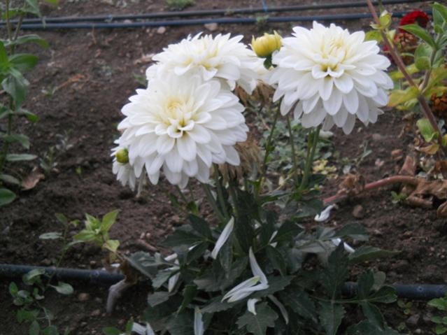 Name:  DSCN8433.jpg
Views: 960
Size:  49.2 KB