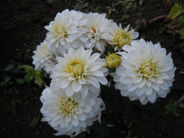Name:  DSCN8431.jpg
Views: 945
Size:  37.3 KB
