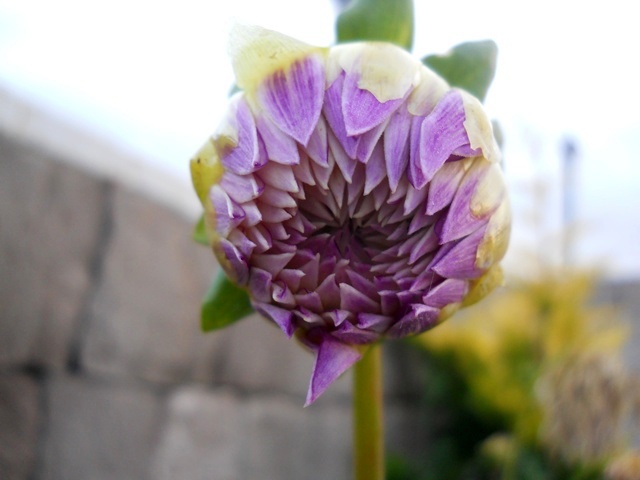 Name:  DSCN8414.JPG
Views: 886
Size:  66.0 KB