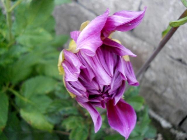 Name:  DSCN8415.jpg
Views: 868
Size:  32.5 KB